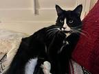 Vader, Domestic Shorthair For Adoption In Manhattan Beach, California