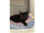 Sally, Domestic Shorthair For Adoption In Santa Paula, California