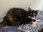 Aspen, Domestic Shorthair For Adoption In Grand Junction, Colorado