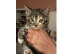 Minnie (clementine), Domestic Shorthair For Adoption In Oxnard, California