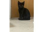 Mischief, Domestic Shorthair For Adoption In Birmingham, Alabama