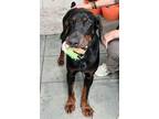 Adopt Spencer 3160 a Doberman Pinscher