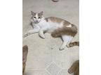 Chonk, Domestic Shorthair For Adoption In Birmingham, Alabama