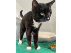 Sasha, Domestic Shorthair For Adoption In Queenstown, Maryland