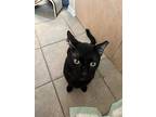 Salem, Domestic Shorthair For Adoption In Winter Haven, Florida
