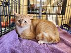 Cardi B, Domestic Shorthair For Adoption In Atlanta, Georgia