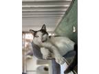 Checkers, Domestic Shorthair For Adoption In Santa Paula, California