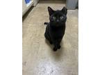 Smoke, Domestic Shorthair For Adoption In Birmingham, Alabama