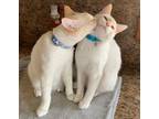 Adopt Kristoff & Olaf ~ Bonded Brothers a Siamese