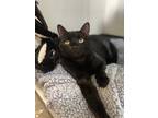 Wanda 'black Mama', Domestic Shorthair For Adoption In Santa Paula, California