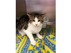 Anchovy, Domestic Shorthair For Adoption In Indiana, Pennsylvania