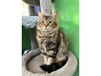 Rain, Domestic Shorthair For Adoption In Santa Paula, California