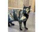 Lucy, Domestic Mediumhair For Adoption In Birmingham, Alabama