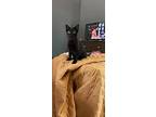 Mocha, Domestic Shorthair For Adoption In Birmingham, Alabama