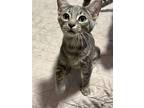 Robbin, Domestic Shorthair For Adoption In Port Orange, Florida