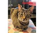 Adopt Cyclone a Domestic Short Hair