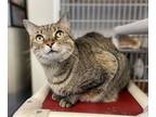 Miley, Domestic Shorthair For Adoption In Queenstown, Maryland
