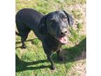 Adopt SKYMIR a Labrador Retriever