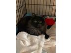 Truffle, Norwegian Forest Cat For Adoption In Medford, New Jersey