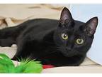 Martin: I Talk!, Domestic Shorthair For Adoption In Newport, Washington