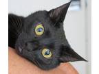 Merlot: I'm A Sweetheart!, Domestic Shorthair For Adoption In Newport