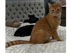 Olympian, Domestic Shorthair For Adoption In Medford, New Jersey