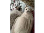 Smudgey, Siamese For Adoption In Medford, New Jersey