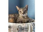 Willow, Domestic Shorthair For Adoption In Lutz, Florida