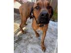 Adopt Oscar a Rhodesian Ridgeback