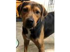 Adopt Handsome Copper!!! a Black Mouth Cur