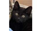 Jordan, Domestic Shorthair For Adoption In Oxnard, California