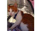 Marmalade (special Needs Manx), Domestic Shorthair For Adoption In Acworth