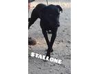 Stallone & Adrian, Labrador Retriever For Adoption In Mexia, Texas