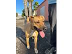 Nala, American Pit Bull Terrier For Adoption In Santa Paula, California