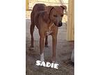 Sadie & Buster Brown, Labrador Retriever For Adoption In Mexia, Texas