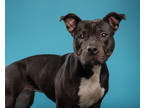 Trixie, American Pit Bull Terrier For Adoption In Santa Paula, California