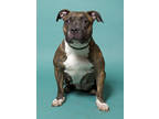 Roxy, American Pit Bull Terrier For Adoption In Santa Paula, California