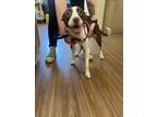 Rosemary (baby), American Pit Bull Terrier For Adoption In Christiansburg