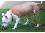 Stella, American Pit Bull Terrier For Adoption In Bensalem, Pennsylvania