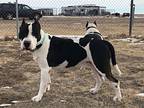 Max And Chyna, Bull Terrier For Adoption In Yoder, Colorado