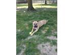 Vicky, American Pit Bull Terrier For Adoption In Bensalem, Pennsylvania