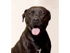 Chauncey, American Pit Bull Terrier For Adoption In Santa Paula, California