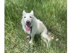 Spirit, Terrier (unknown Type, Medium) For Adoption In Pueblo, Colorado