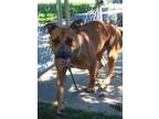 Allison, American Pit Bull Terrier For Adoption In Bensalem, Pennsylvania