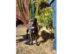 Mandy 'chispa', American Pit Bull Terrier For Adoption In Santa Paula