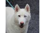 Adopt Logan a Husky, Siberian Husky