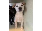 Pablo, American Pit Bull Terrier For Adoption In Santa Paula, California