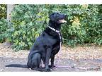 Chief, Labrador Retriever For Adoption In Clovis, California