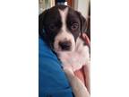 Adopt Oreo a Hound, Pointer