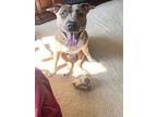 Coral, American Pit Bull Terrier For Adoption In Wenonah, New Jersey
